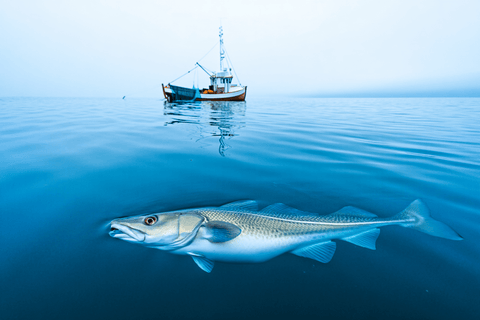 Bacalao (Gadus Morhua): El Tesoro Blanco de los Mares del Norte - Bacalalo