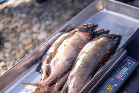 Huevas de Trucha: Qué Son, Cómo Usarlas y Recetas - Bacalalo
