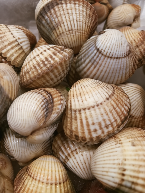 Berberechos fondo 4.png