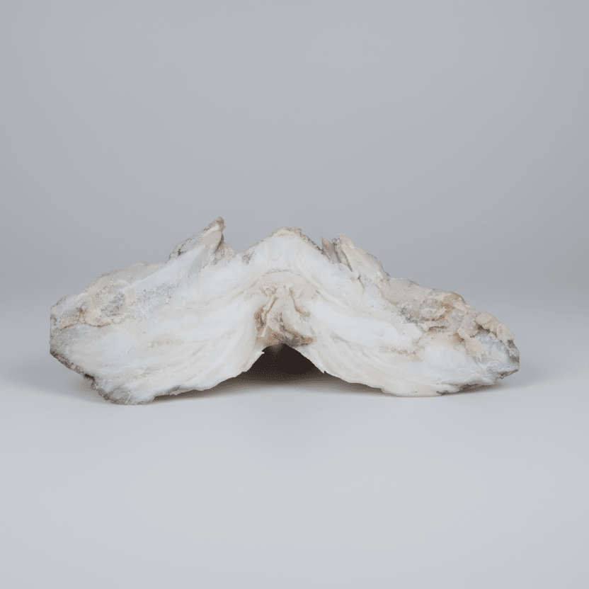 Cap de Bacallà Sec Tradicional (1 ud)