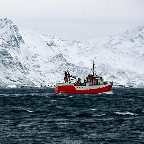 pesca en noruega de bacalao y salmon fresco