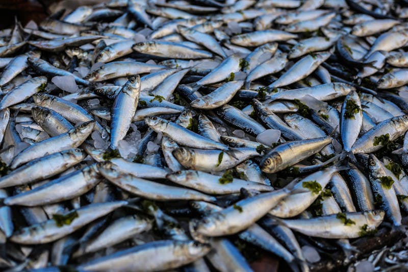 fresh-sardines-fish-market